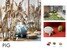 PIG - Product thumbnail